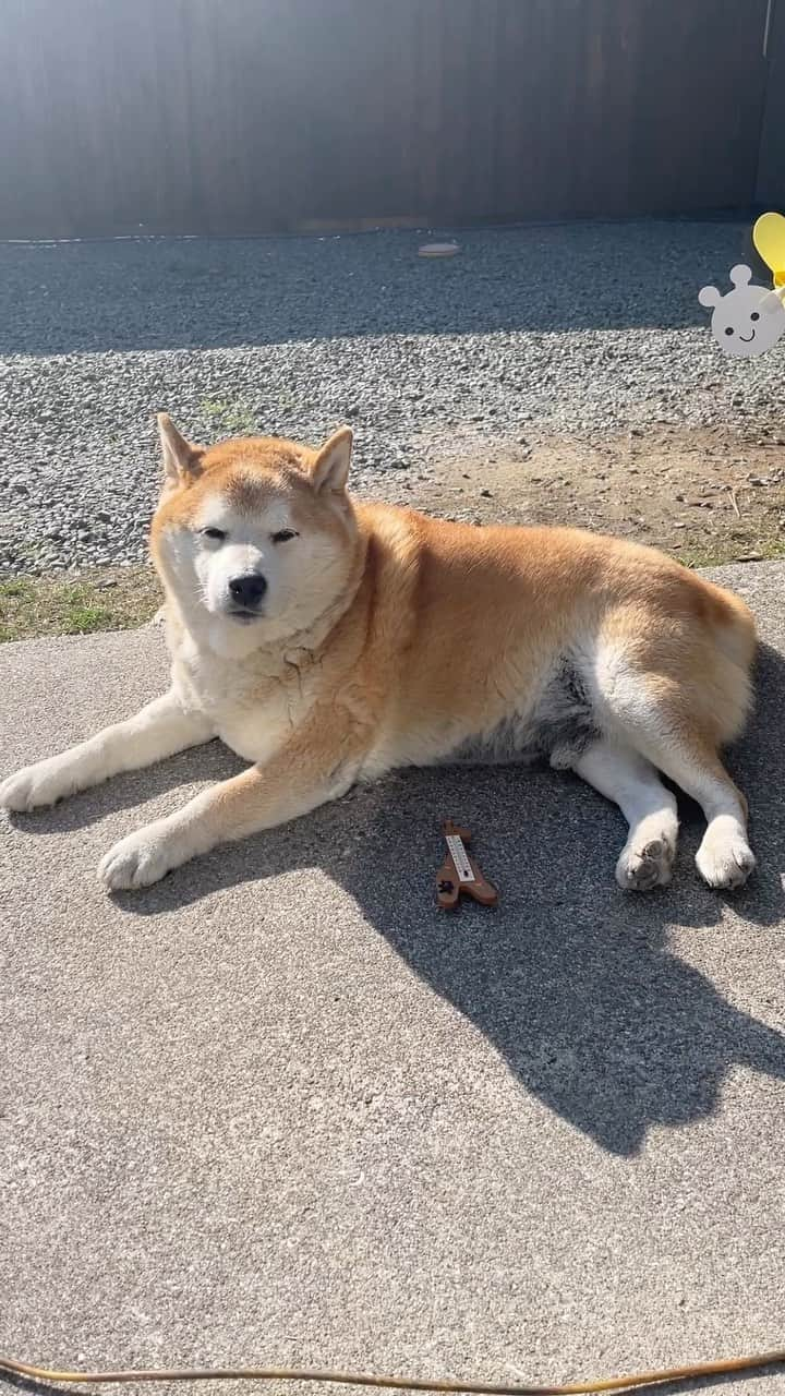 柴犬 たろのインスタグラム：「🎍 本日は晴天なり☀️ あけましておめでとうございます🌅 タロチャン地方は22度の元旦で タロチャンは1日中、日向ぼっこをしてました🐻😪  ところで初夢は今日の夜に見る夢なんだそう😪  今朝見た夢は、ダイアナ妃が日本のデパートの靴売場でパンプスを🥿3足買ってました。 お店の人が、記念に一足プレゼントします。と言ったら、いいえ3足買います。と、めっちゃ可愛いデザインのブルーのパンプスを3足選んでました。 優しいなぁダイアナ妃💕と思いながら見てました。 でもなんでフィットフィットなんだろ？ そこのお店で買ったこともないのに🤣 そしてあのデザインは間違いなく別のブランドの靴だよ。 これが初夢かと思ってたら、今日の夜の夢ということで仕切り直しです🦜 ♡ #夢占いしてください  #柴犬 #shibainu #初夢 #ダイアナ妃の夢は初めて見たよ」