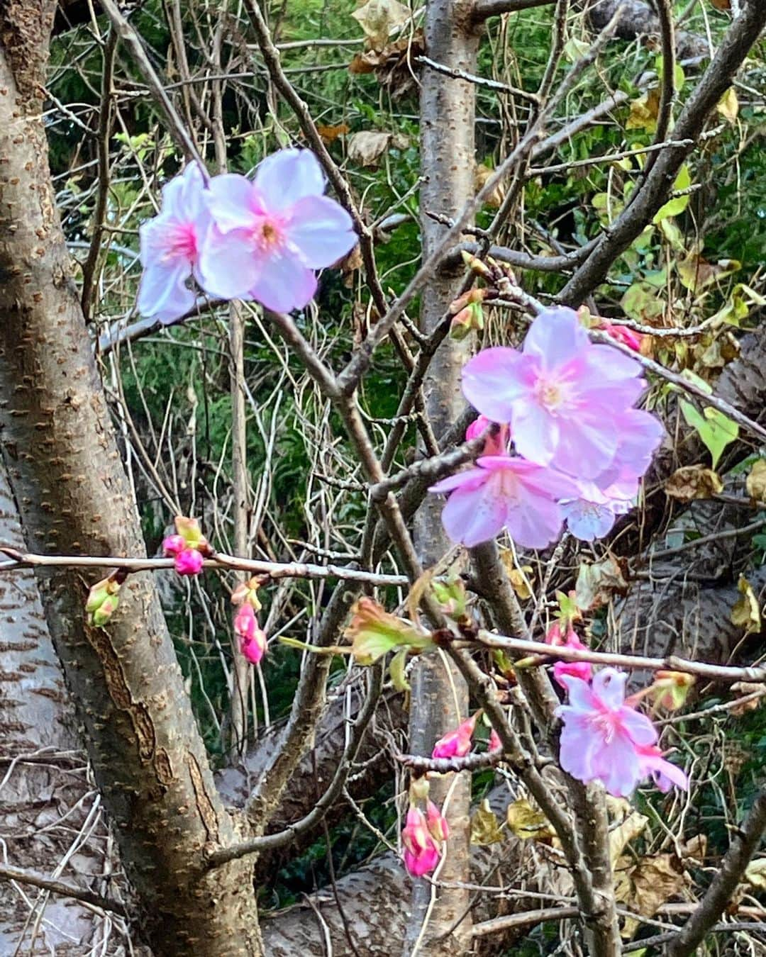 谷崎テトラのインスタグラム：「元旦に山桜。なぜか開花している？」