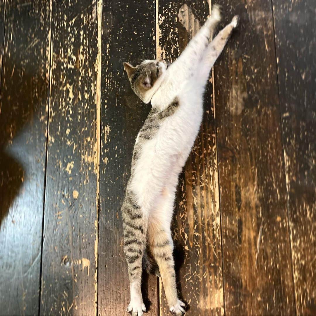大鋸一正のインスタグラム：「のびーる。」
