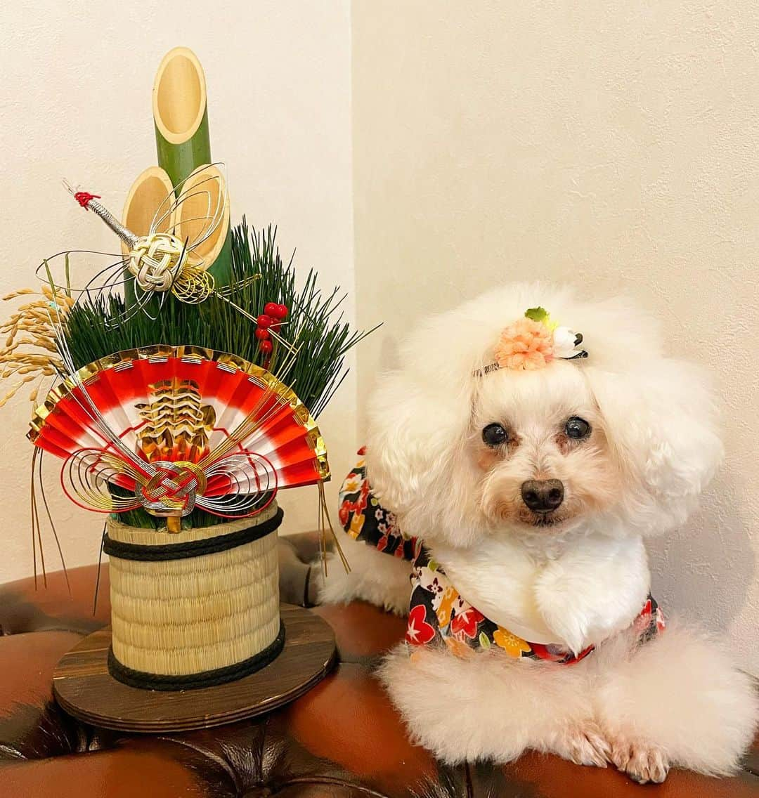 doghug (ドッグハグ) 豊洲本店さんのインスタグラム写真 - (doghug (ドッグハグ) 豊洲本店Instagram)「🎍新年明けましておめでとうございます🌅  去年は皆様ご利用いただきありがとうございました🙇‍♀️  2023年は、より満足度の高いサービスを提供できるよう努めて参りますので、本年もお引き立てのほど、宜しくお願いいたします🙇‍♀️✨  今年もBLISSをよろしくお願い致します🙏✨  #BLISS #bliss #豊洲 #勝どき #広尾 #仔犬 #子犬 #プードル #ふわもこ部 #ワンコなしでは生きていけません会 #犬バカ部 #もふもふ #トリマー #トリミングサロン #トリミング #グルーミング #トレーニング #クリニック #しつけ」1月1日 20時53分 - bliss.trimming