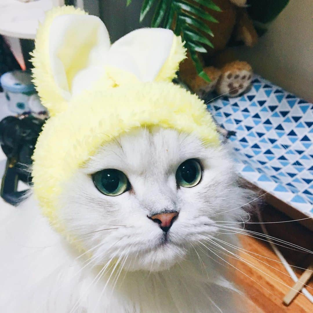 후추네큰언니のインスタグラム：「Happy New year 🐇🐰  . .  #후추  #고양이  #냥스타그램 #캣스타그램  #Hoochu #Hoochuthecat #cat #cats #catstagram #catsofinstagram #topcatphoto #bestmeow #ilovecat #cute #fluffy #petstagram #instacats」