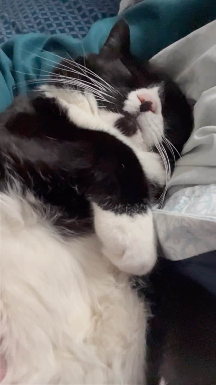 Tuxedo Cat Brosのインスタグラム