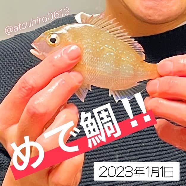あつひろのインスタグラム：「明けましておはようございます  元日からタイ釣れたので 今年はきっと良いことあると思います🎣  #あつひろ #声優 #ナレーター #吉本興業  #釣り #鯛 #めでたい」