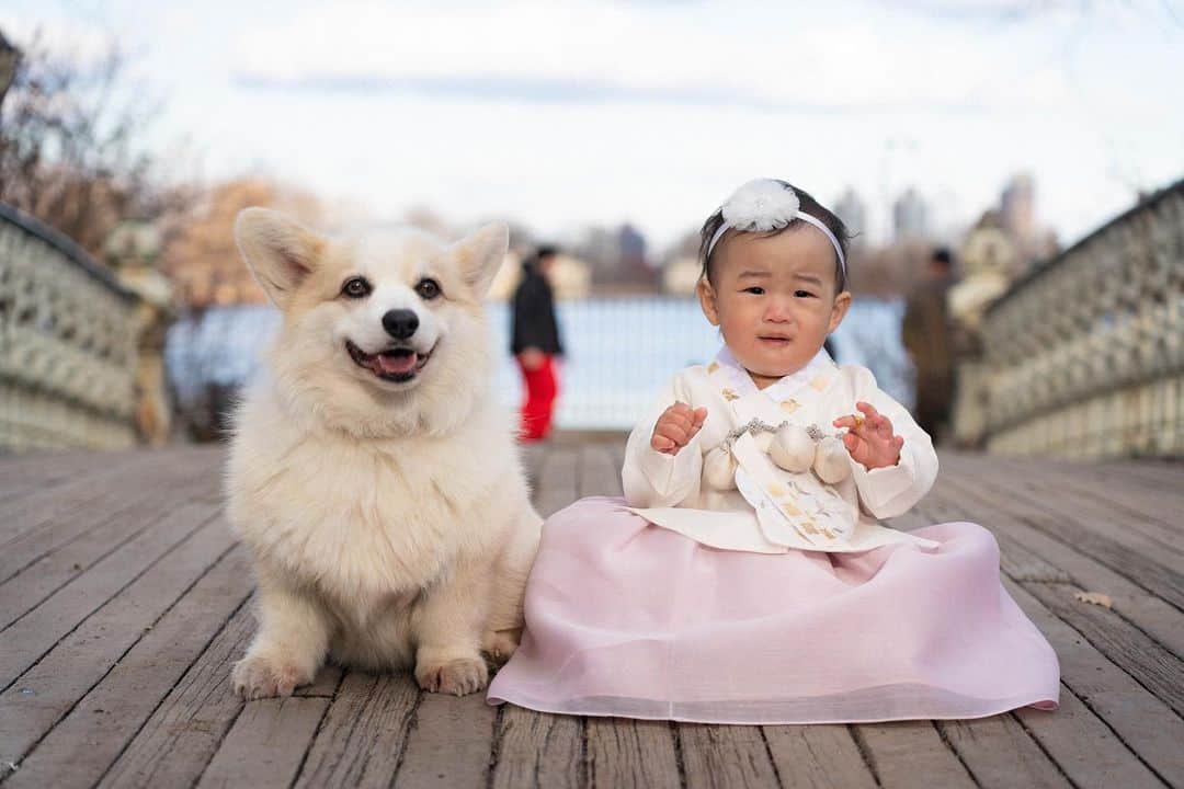 Winston the White Corgiのインスタグラム：「Happy New Year! My only child status may have been taken from me in 2022, but I gained a partner-in-crime for life. Wishing everyone a joyous, peaceful and healthy 2023.」