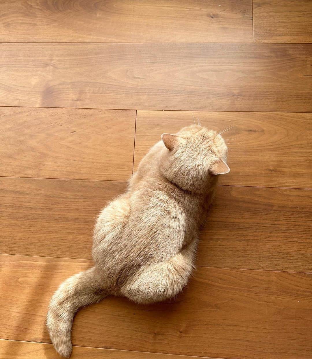 とらおのインスタグラム