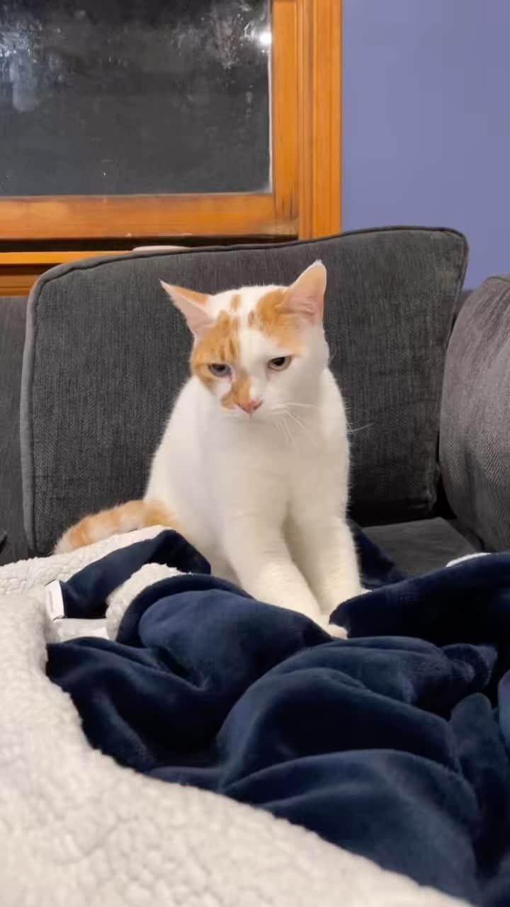 のインスタグラム：「Richard is making biscuits 💕」