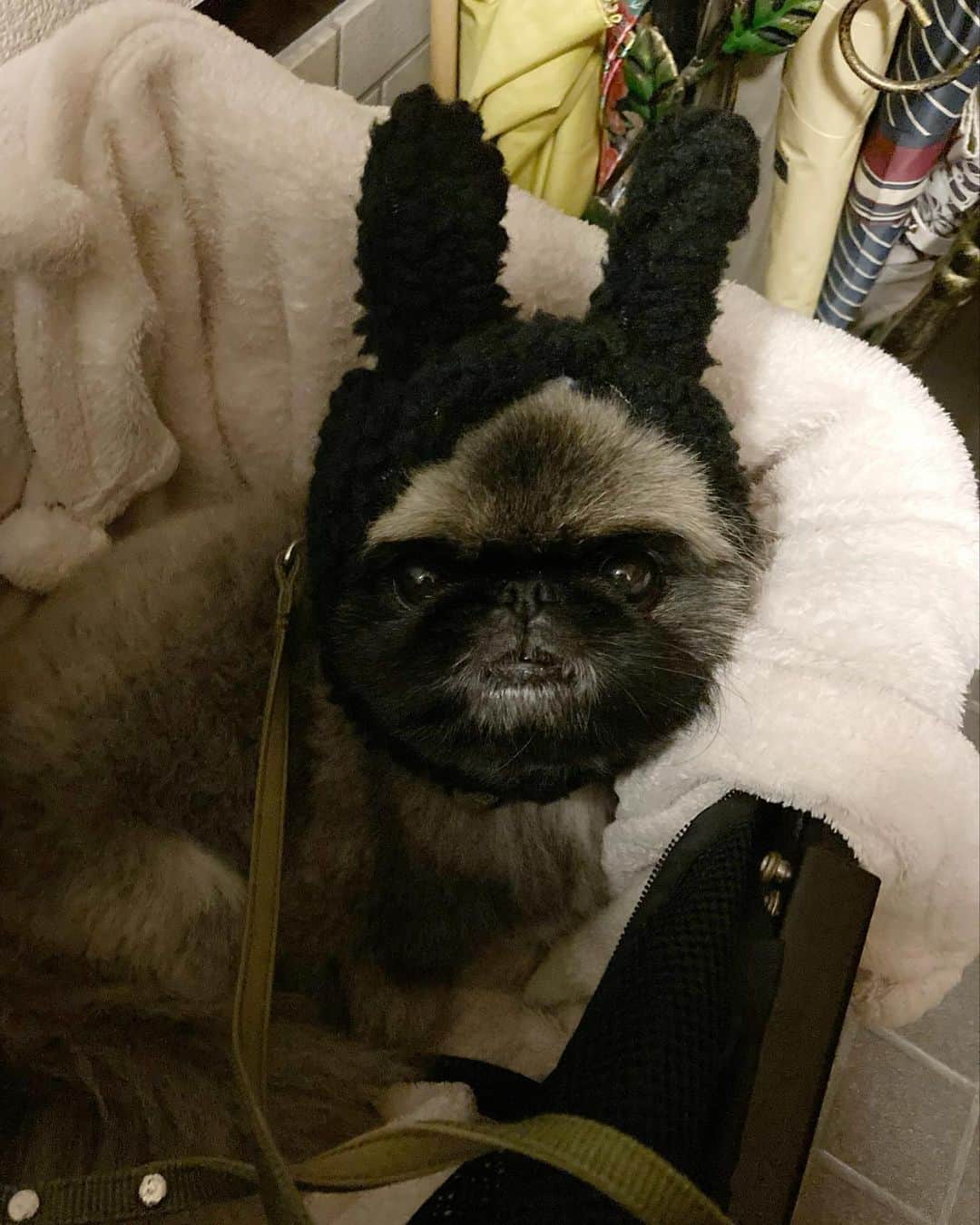 のインスタグラム：「. 🐰世界で1番かわいいウサギちゃん🐰」
