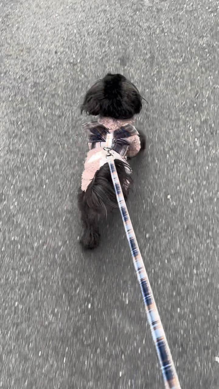 神部美咲のインスタグラム：「今日はピケのベージュ着てお散歩🐶💓  みみちゃんピンク以外は 似合ってくれます。  #愛犬 #お散歩 #ジェラピケ #シープー」
