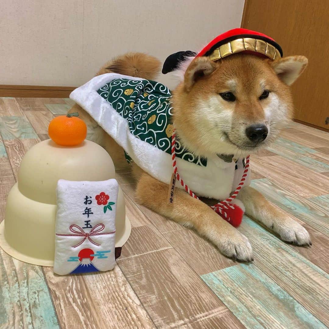 和風総分家のインスタグラム：「明けましておめでとうございます⛩ （新年コマちゃん可愛い…♡♡）  2022年はSNSを始め色んなことが学べた1年間でした。 2023年は更に全てのSNS活動を “飛躍”して色んなことにコマちゃんと挑戦する1年間にしていきます✨  #柴犬ライフ  #柴犬のいる暮らし  #柴犬好きな人と繋がりたい  #犬の散歩  #愛犬の日  #可愛い犬  #tiktokdog  #和風総分家」