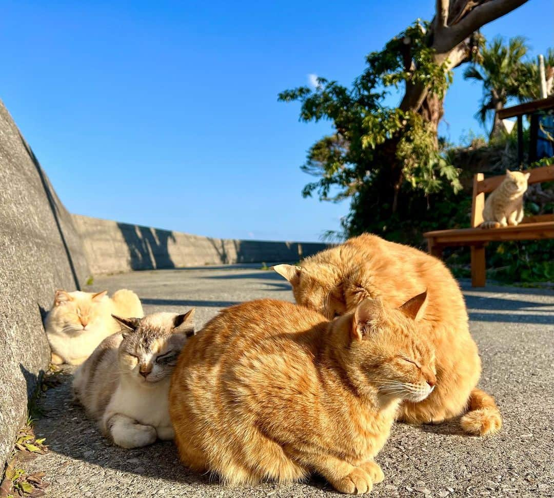 佐脇慧一のインスタグラム：「念願の深島に行ってきました！  大分県佐伯市蒲江にある島で、島民が13人。猫は100匹いた時もあり、深島ねこ図鑑もでてます！  人懐っこくて可愛いんです✨  今は宿泊施設や食堂などリニューアル中で、島の皆さんが協力し合い、毎日島を守ってます！ 今年の夏は施設も整い、マリンスポーツもできるし、最高になること間違いなし！熱帯魚もサンゴもみれるよ！ 海も底まで見れて本当に綺麗✨ 是非一度、夏に行ってみてほしいです！ ちなみに僕は長期で遊びに行こうと思ってます！！！笑  そして僕のひいばあちゃんの里でもあり、名物の「深島みそ」甘くサッパリ激うまです！ この味で僕は育ったので、久しぶりに心に沁みました！是非一度味わってみてほしい！！ 深島でチェック‼️‼️  @deepmarine33   島の皆様、年末の忙しい時なのに、お話しを聞かせてもらったり、一緒に餅つきをさせて頂いたり、お世話になりました！また行きます‼️  #深島　#深島みそ　#でぃーぷまりん  #佐伯市」