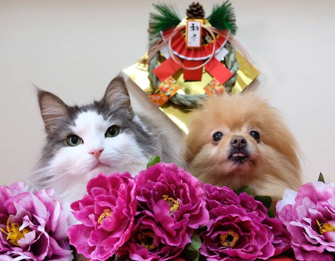 Hanaのインスタグラム：「#happynewyear  #明けましておめでとうございます  #2023  可愛いペコちゃん👅  ３枚目 お姉🐶の事が大好きな弟😻 モフモフに顔を埋めて すぅ〜はぁ〜してる😂  #猫吸い　ならぬ #犬吸い　する猫  #NorwegianForestCat#Pomeranian#japan#catlover#doglover#dogs#cat#Kawaii#fluffy#pom#fluffydog#catsofinstagram#dogsofinstagram#fluffycat#ノルウェージャンフォレストキャット#ポメラニアン#犬と猫のいる暮らし#かわいい#cute#cutecat#cutedog#funny#funnydog#funnycat#ライブドアインスタブロガー」