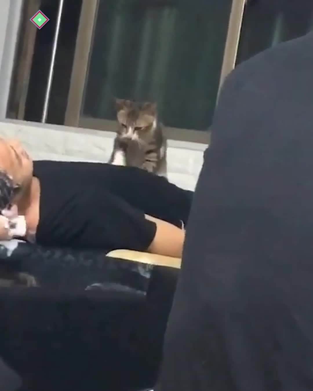 のインスタグラム：「When you need to pay for your rent and food   #meowed #cat #cutecat #catswithjobs #workinghard #massage」