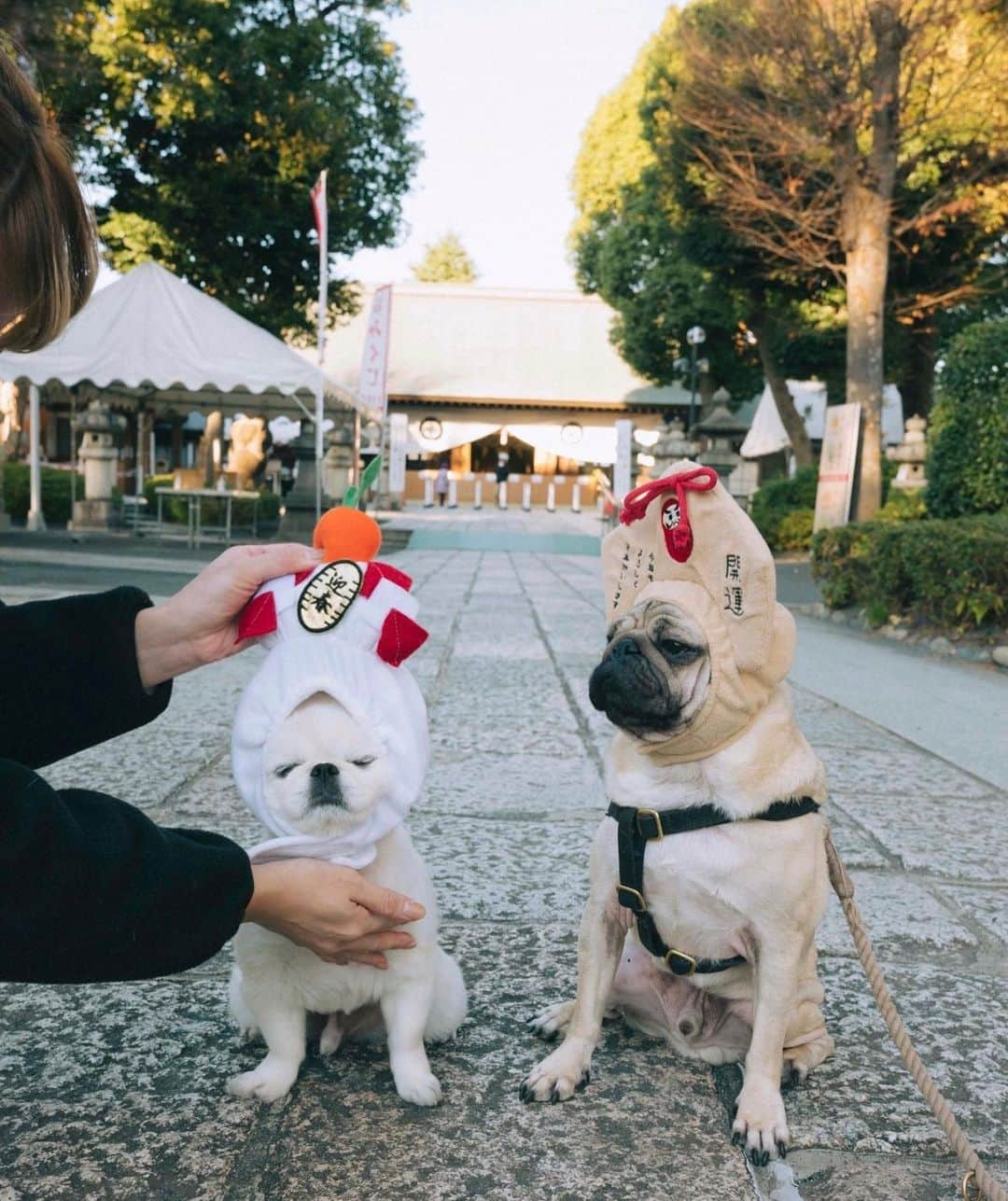 おもちくんさんのインスタグラム写真 - (おもちくんInstagram)「あけましておめでとうございます㊗️ 今年もよろしくおねがいします♨️  📸 @tougeyuzo」1月3日 12時00分 - omochi_kun