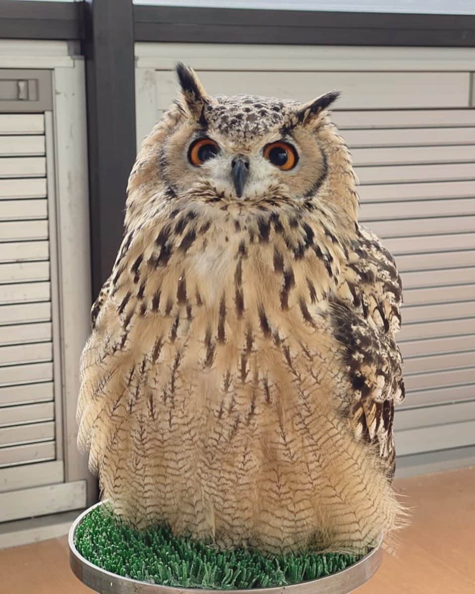 GEN3 Owlのインスタグラム：「お正月、いかがお過ごしですか？ 新年早々、楽しいことと悲しいことが一気に押し寄せて、なかなかの正月を迎えております。 今年は卯年、良い事もそうでないことも、ステップアップの糧にしていけたらいいな。 @genz64 Hey, how are you spending your new year?  I've already experienced the good things and the bad things! I'll turn them into my own power and do my best this year!  #owl #owlgaru #フクロウ」