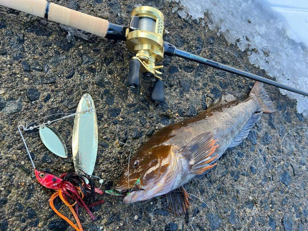 伊藤大海のインスタグラム：「メガロドーン！！  凄い集魚力🤣 喰わせたのは初めて👌  #jackall  #shimano  #メガロドーン」