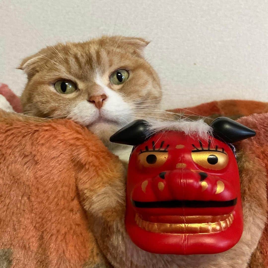 かんちゃんのインスタグラム：「あけましておめでとうございます🎍  今年も宜しくお願いしますにゃ😺🐾  ⁡ ⁡ ⁡ ⁡ ⁡ ⁡ ⁡ #スコティッシュフォールド #猫#ネコ#ねこ#CAT#キャット #札幌#札幌市#sapporo #北海道#hokkaido」