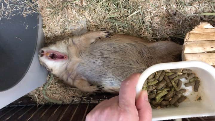 のインスタグラム：「くんた。Kunta. 寝正月😪 通常、朝ケージの扉を開けると 素焼きベッドの中で大あくびして のそのそと起きて来て 私が 餌と牧草、キャベツやニンジンやリンゴ、水を替え おしっこと💩で汚れた敷き草も入れ替えて ケージ内の掃除をする間 砂浴び用のプラケースに移動して 掃除が終わるまで待ってもらっていたのですが たまに床暖の温々が気持ち良いと 素焼きベッドではなく野良寝スタイルで直に寝ていて 全く起きずこの様に強制移動となる日がありました😂 長いので分割しています。スワイプしてね👉🏻 註：カエル🐸ではありません😂 #prairiedog #プレーリードッグ #ふわもこ部」