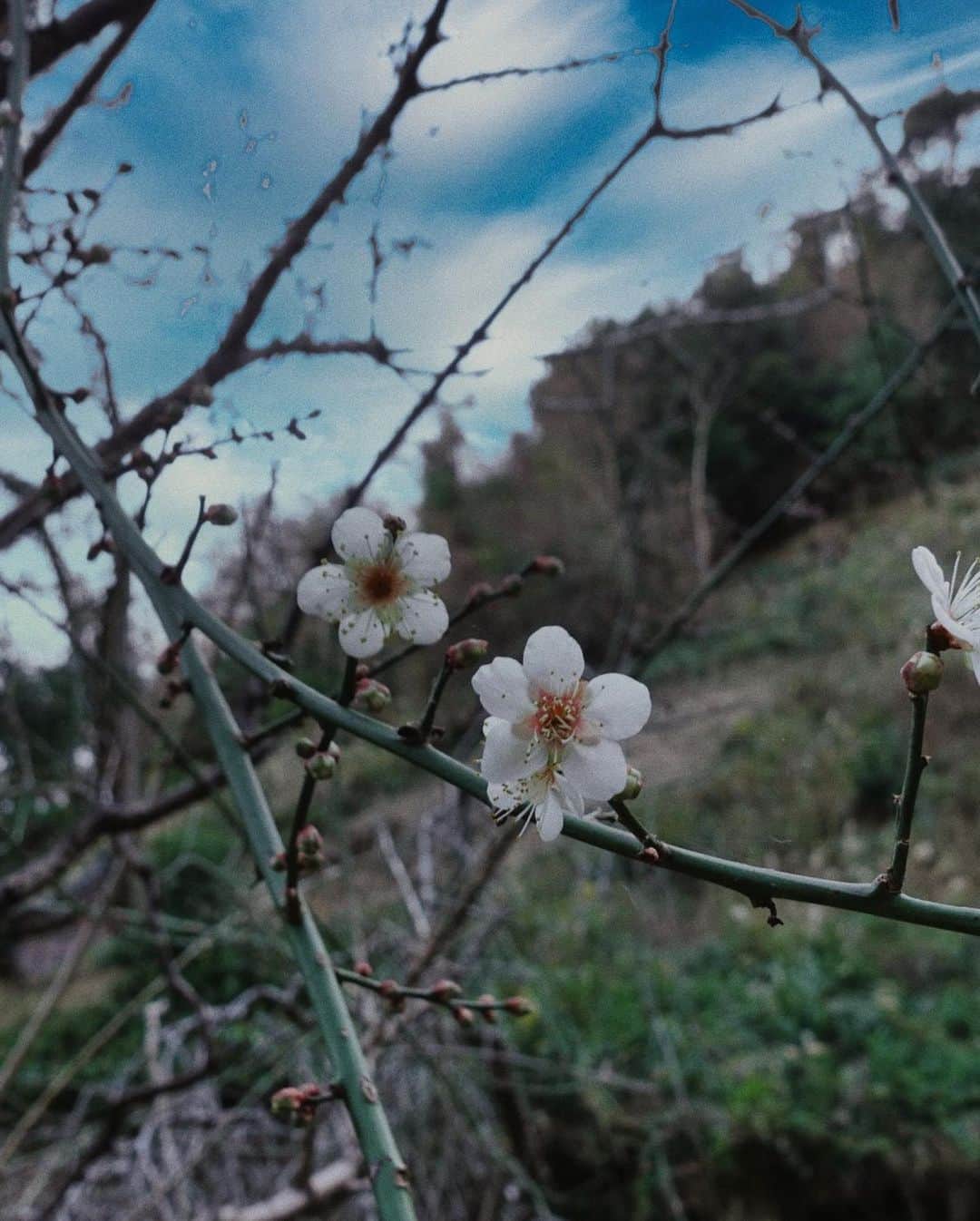 山田佳奈実さんのインスタグラム写真 - (山田佳奈実Instagram)「. 歳を重ねていくにつれて お花が好きになってます  今年も"お花のある暮らし" を大切にしていきたいな🌷」1月3日 15時35分 - kanami_yamada