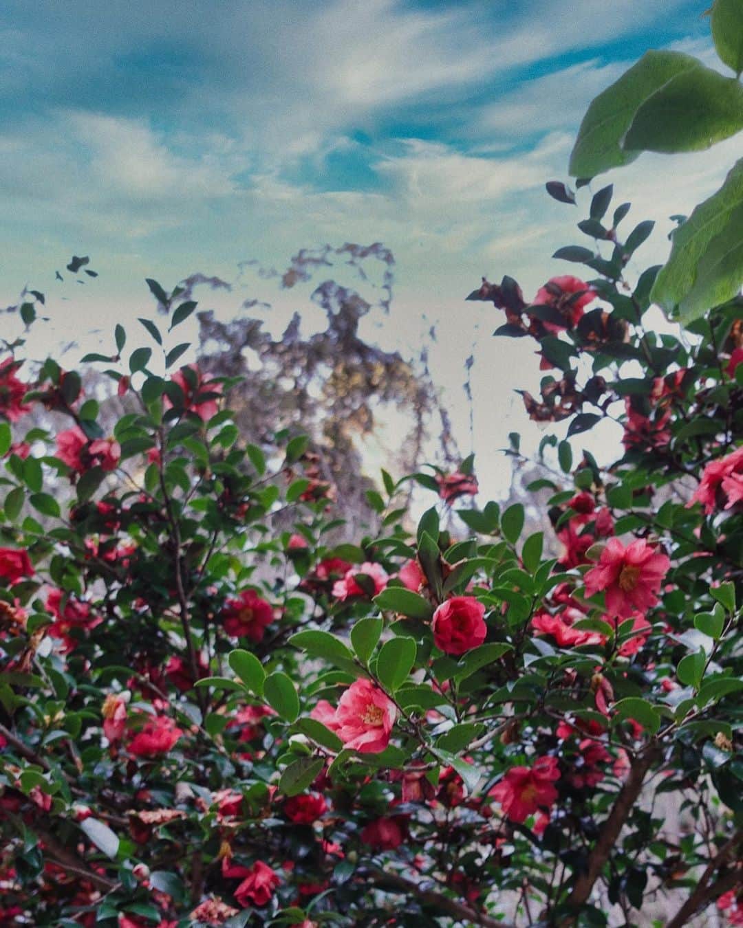 山田佳奈実のインスタグラム：「. 歳を重ねていくにつれて お花が好きになってます  今年も"お花のある暮らし" を大切にしていきたいな🌷」