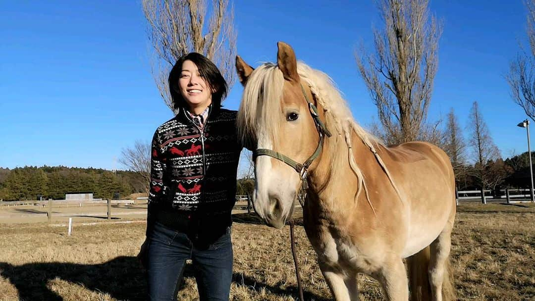 佐藤藍子のインスタグラム：「明けましておめでとうございます🍀  2023年も、息子、ぽっくるくん(ぽっきゅん)🐴や、たくさんの馬達との生活を、よろしくお願いいたします🎵  お雑煮のお餅は、基本3つの藍子より✨  #ハフリンガー#ハフリンガー動画 #ポニー#ポニー動画#ドレッサージュハフリンガー#ドレッサージュハフリンガー動画#ポニーと仲良し #haflinger #dressagehaflinger #pony#dressagepony#aikosato#佐藤藍子」