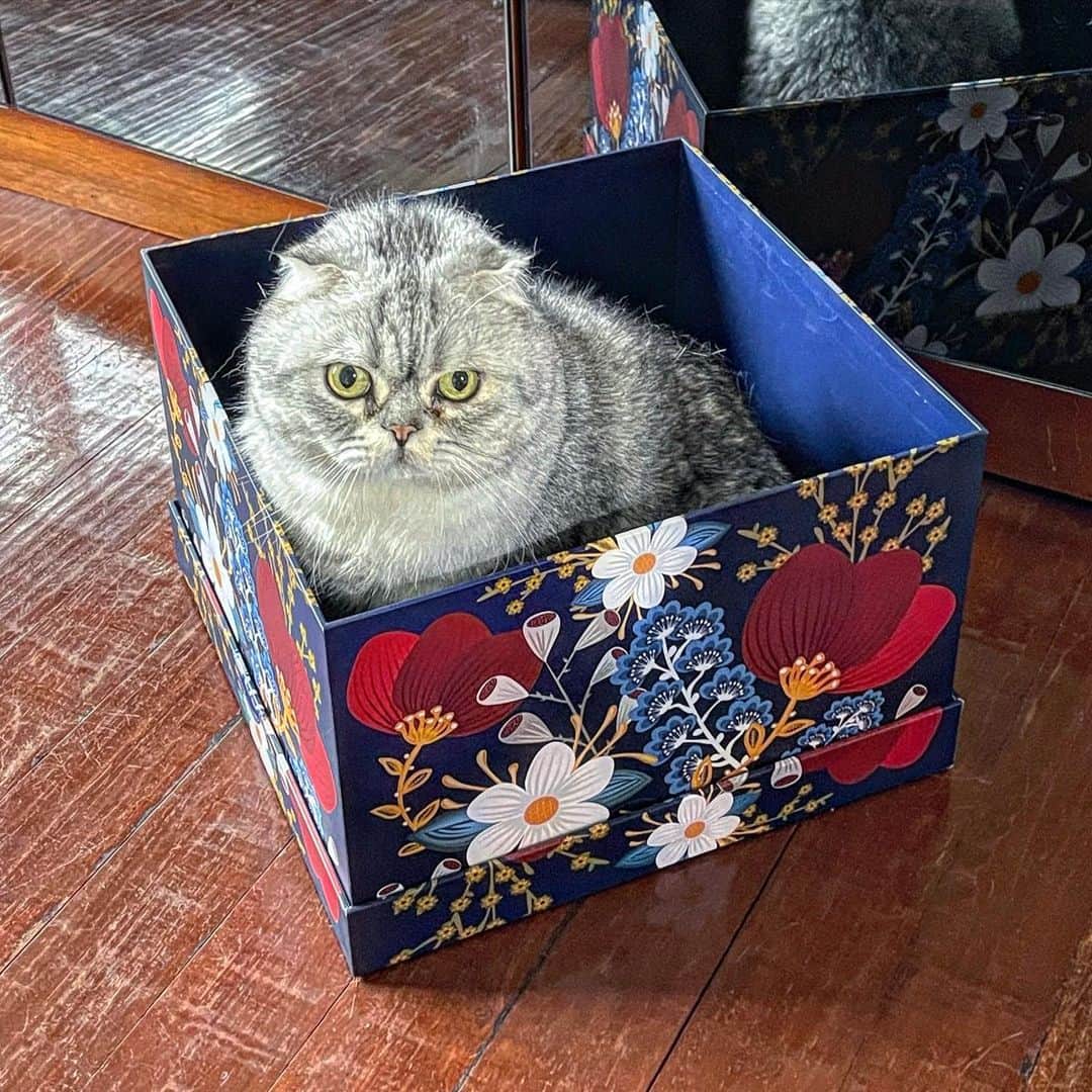 Roku Rokuさんのインスタグラム写真 - (Roku RokuInstagram)「Happy new year everyone! Here’s me packed in a box for you as a new year gift 😘❤️」1月3日 23時58分 - rokuthecat