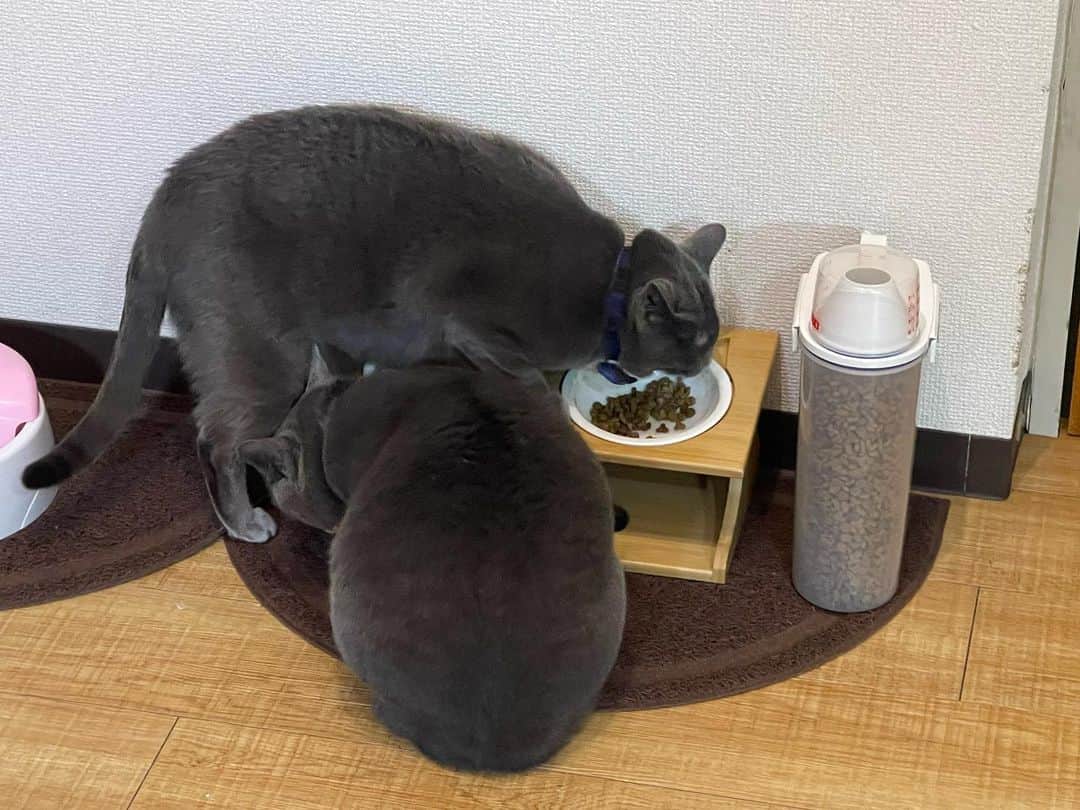 のインスタグラム：「お鏡めでたいね〜！僕はまだ今年お餅を食べてないし自炊に力を入れていこうと思ってるので簡単にお餅を美味しく食べる方法があれば教えて下さい、無ければ今年の目標か好きな寿司ネタでも教えてください、今年もまだまだツアーが残っています！皆さんの笑顔を見にいろんなところにメンバーみんなで足を運ぶのでみんなに会えるの楽しみにしているよー！」