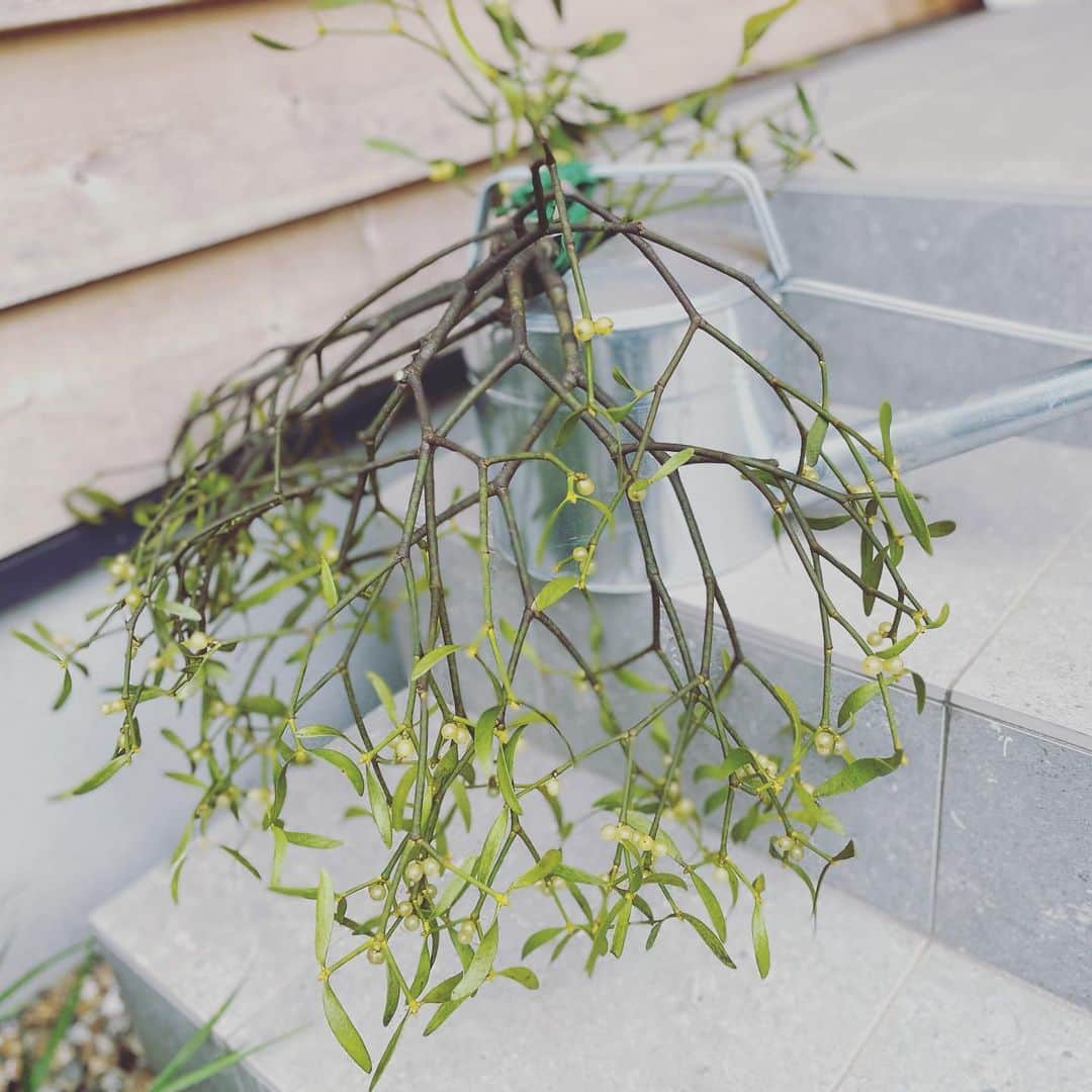原沙知絵のインスタグラム：「良い日曜日を！  #神秘的な植物 #ヤドリギ #宿木 #ビャクダン科 #不老長寿の薬 #魔除け #平和 #mistletoe @_cotitogreen____」