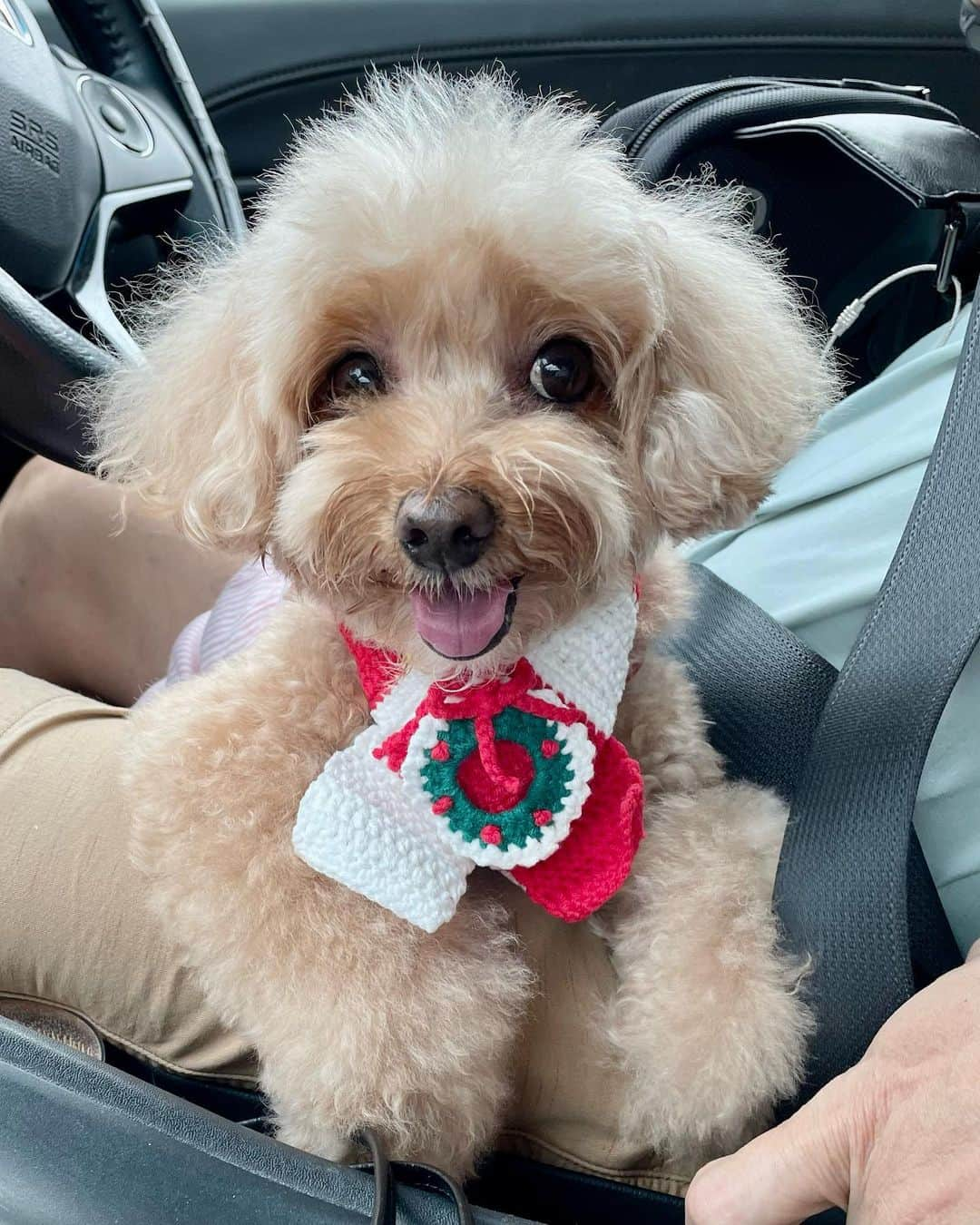 Truffle??松露?トリュフさんのインスタグラム写真 - (Truffle??松露?トリュフInstagram)「📅(11Dec22) 🥳 so happy for the catch up and pawty with old friends after 3 years🥰🎉 @2prettysistas @koko.frosty @milo_toypoodle #christmasparty #thankyouforthefriendship☺️👭」12月11日 22時09分 - trufflethetrouble