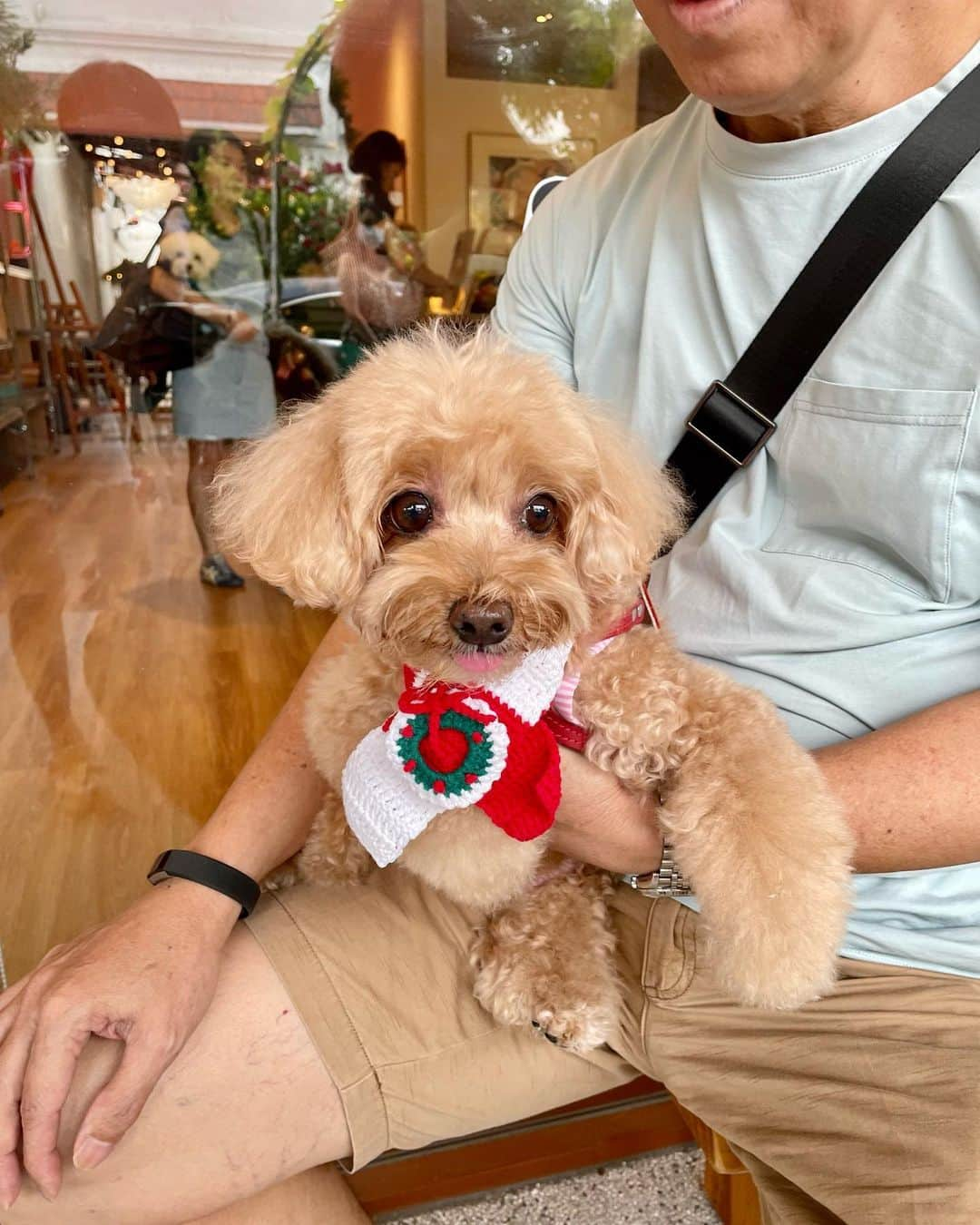 Truffle??松露?トリュフのインスタグラム：「📅(11Dec22) 🥳 so happy for the catch up and pawty with old friends after 3 years🥰🎉 @2prettysistas @koko.frosty @milo_toypoodle #christmasparty #thankyouforthefriendship☺️👭」