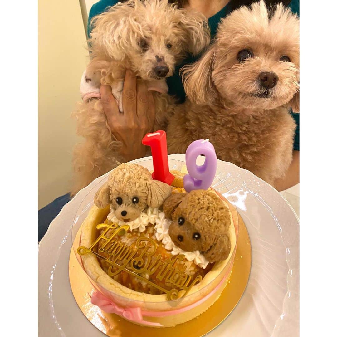 堤礼実さんのインスタグラム写真 - (堤礼実Instagram)「🐩🎂 先日、我が家のりんさんが19歳になりました！ これからも元気で楽しい毎日を過ごせますように…♡ りんちゃんいつもありがとう💓 . そして私も先月29歳となりました。 20代最後の1年、何事にも全力で、笑顔で過ごしたいと思っています！ 今後ともどうぞ宜しくお願い致します🤲  . #19歳と29歳 #あんさんも一緒にお祝い #今年は特別に2匹にそっくりなケーキを🎂 #耳のつき方まで細かく再現されていて、たまらなく可愛いケーキでした🥺」12月11日 18時21分 - reimi_tsutsumi1123