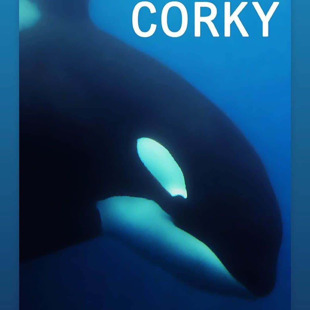 ホリー・マリー・コームズのインスタグラム：「Dec 11th 1969 imprisoned ever since #seaworld @seaworldsandiego #dontbuyaticket #seaworldofhurt #corky」