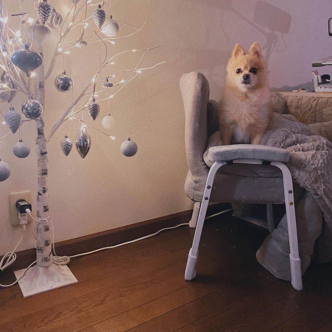 小寺真理さんのインスタグラム写真 - (小寺真理Instagram)「クリスマスツリーと犬」12月12日 17時05分 - koteramaricorin