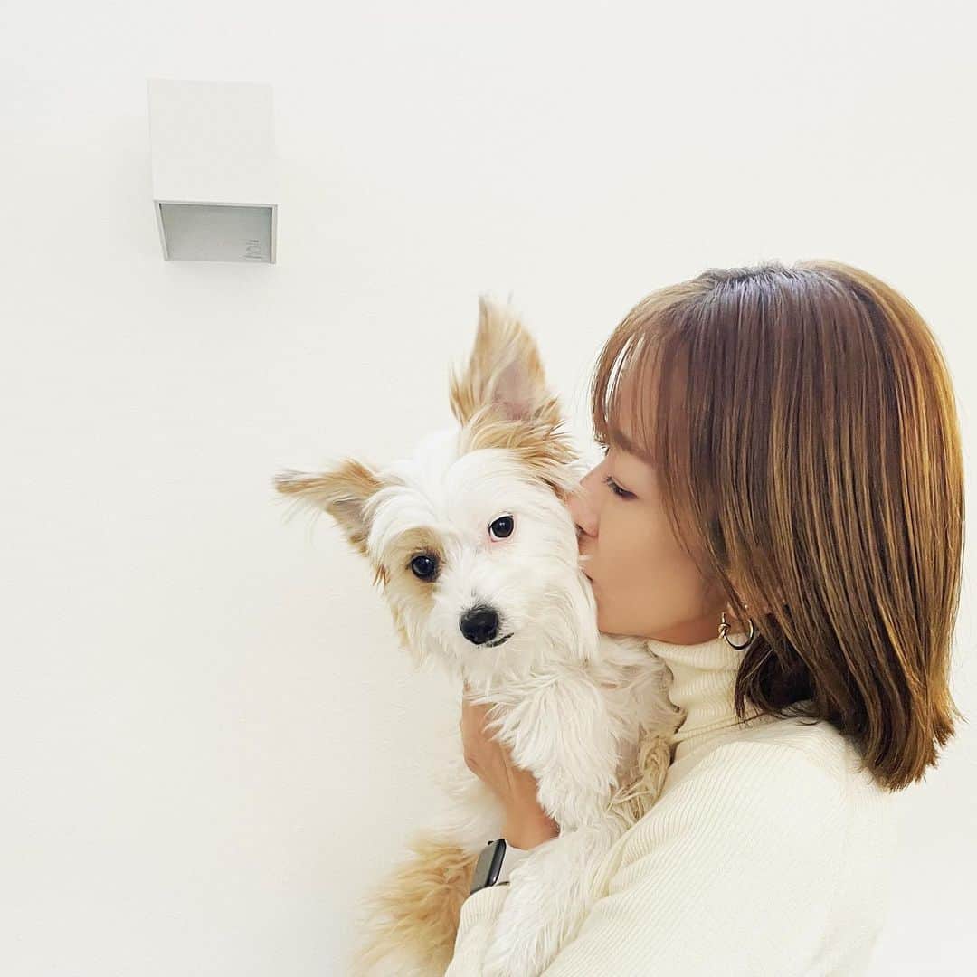 大河内奈々子さんのインスタグラム写真 - (大河内奈々子Instagram)「・ ・ 愛犬　Tuffy。  たくさんの愛情を示してくれる姿が愛おしい。  今日も膝の上でお昼寝。 夜は　私の胸の上。  癒してくれてありがと。  #ちょっと重いけど #愛だと思う事に #大河内奈々子 #nanakoohkouchi  #tuffy #dogstagram #愛犬」12月12日 17時11分 - nanakoohkouchi