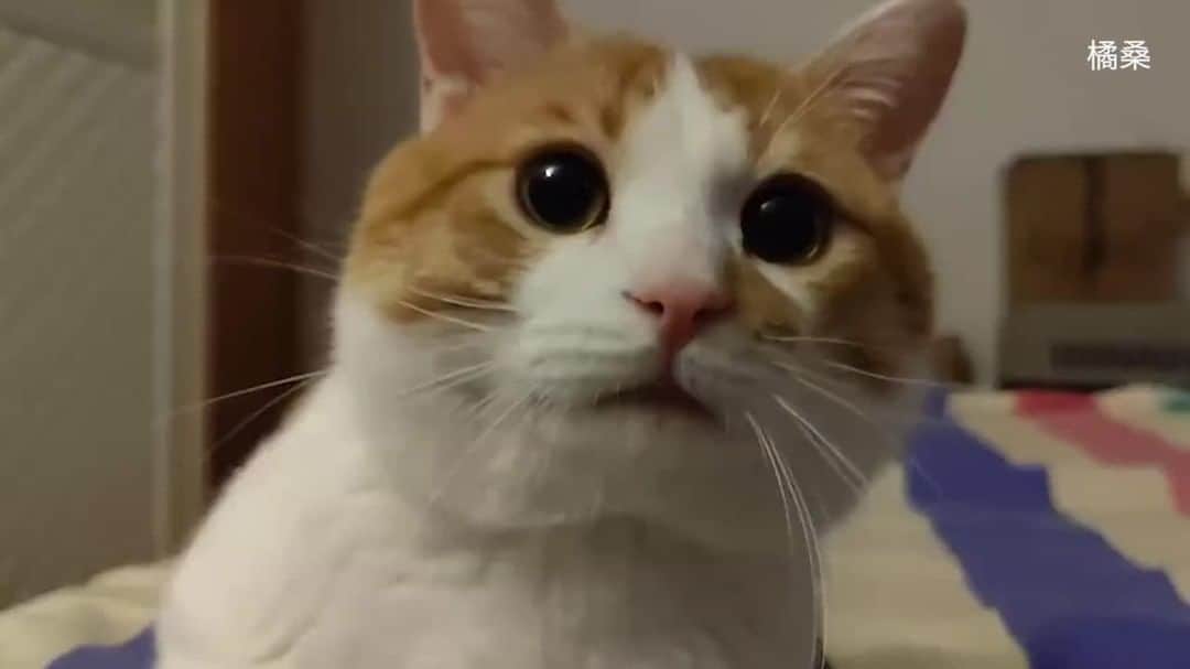 のインスタグラム：「I want to tell you that I love you   @ 橘桑   #meowed #chonk #needycat #eyes #cutecat #cat」