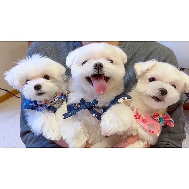 マルチーズ兄妹♡おかゆとおもちさんのインスタグラム写真 - (マルチーズ兄妹♡おかゆとおもちInstagram)「…🐶どんちゃん💕🐶おかゆ💕🐶もっち💕 . . 一番大好きな写真を @sayopic_order  さんにお願いして、描いてもらいました👀💕 . まだ、幼さが残るどんちゃん🐶 いつもデレデレなおかゆ🐶 ちょっとおすまし顔のもっち🐶 ３マルを抱きしてる私🤤 . 早速、会社PCの壁紙に😆 これで仕事中もいつもニコニコ☺‼️ . . オーダーに興味ある方は  @sayopic_order  さんの投稿、ストーリーをチェックしてね✔︎😊 . . #ペットイラスト  #ペットイラストオーダー  . . #maltese #malteseofinstagram #happydog #dogsmile #doglove #doglover #dogstagram #instadog #lovedogs #ilovemydog #cutedog #dogoftheday #馬爾濟斯 . #okayusan #マルチーズ #犬バカ部 #白い犬 #わんこ #犬のいる暮らし  #みんなのわんこ #わんこと暮らす幸せ  #奈良犬 #ふわもこ部 #マルチーズインスタグラム #我が家にきてくれてありがとう  . .」12月12日 12時38分 - okayusan20150421