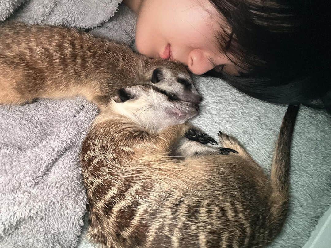 RaMuのインスタグラム：「おやすみなさい   #ミーアキャット  #ミーアキャットのいる生活   #ミーアキャット飼ってる人と繋がりたい   #ミーアキャット好きと繋がりたい   #meerkats  #meerkat」