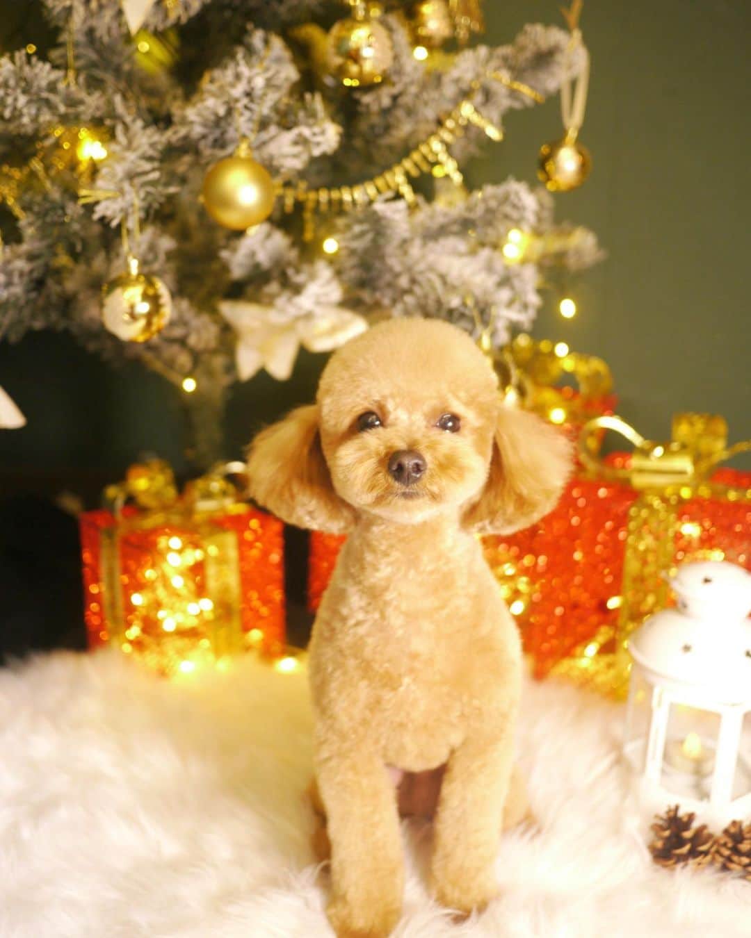 doghug (ドッグハグ) 豊洲本店のインスタグラム：「元気いっぱいなプードルちゃん💕  愛嬌たっぷりで人もワンちゃんも大好きで可愛さ爆発してます笑  #BLISS#bliss#豊洲#広尾#恵比寿#表参道#渋谷#仔犬#子犬#プードル#ふわもこ部#ワンコなしでは生きていけません会#犬バカ部#もふもふ#トリマー#トリミングサロン#トリミング#グルーミング#トイプードル#テディベアカット#キャンディカット#ケージレスペットホテル」