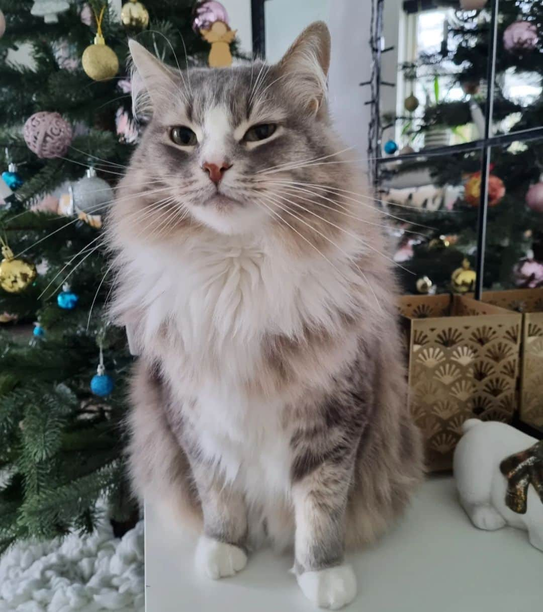 Nila & Miloさんのインスタグラム写真 - (Nila & MiloInstagram)「I hear you saying I'm the prettiest boy in the world, but where are the treats to back up that statement?! 😂🌲 #christmas #cat #festive #tree #imhungryagain」12月12日 19時46分 - nilamilo