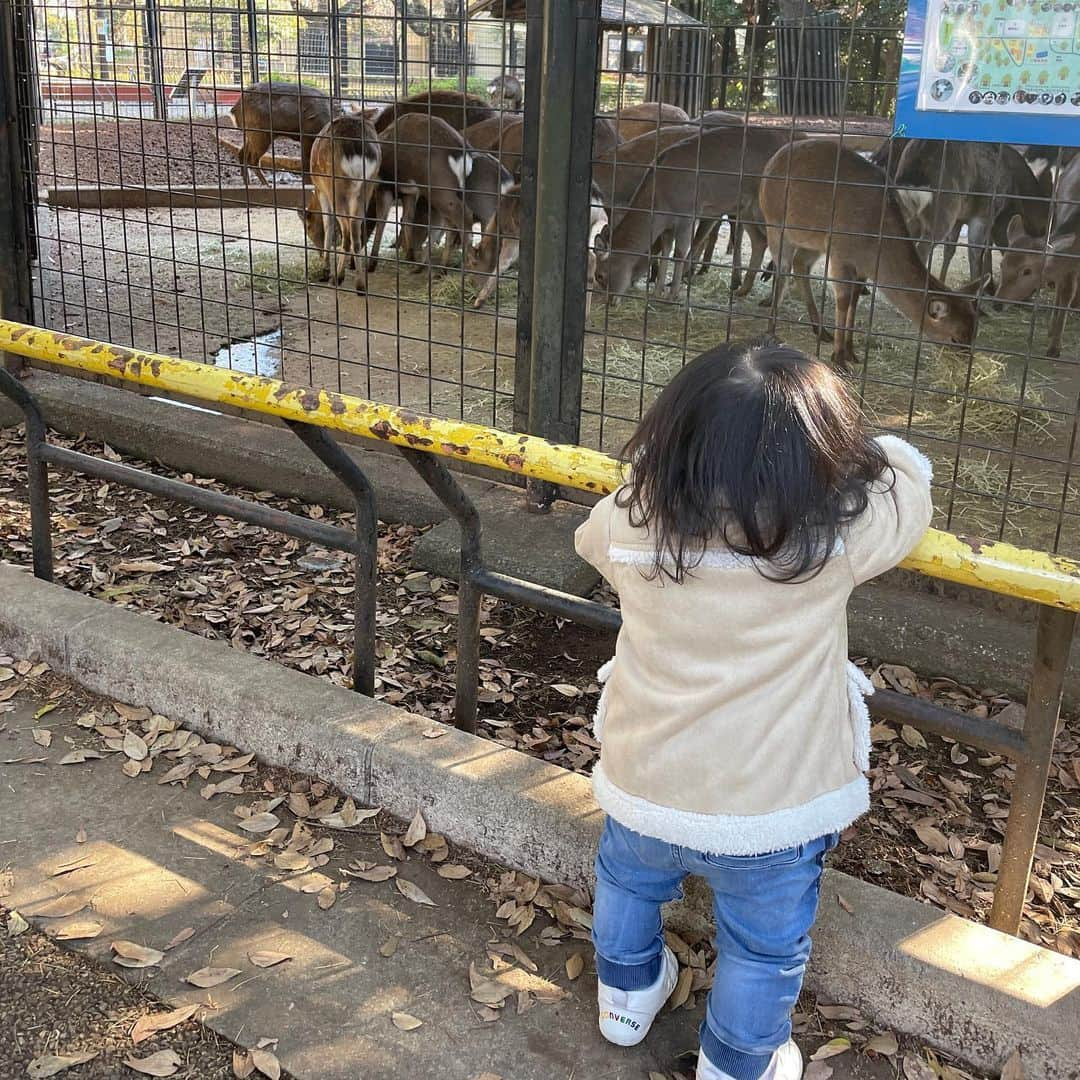 横地尚子さんのインスタグラム写真 - (横地尚子Instagram)「🤍💚🤍pistàcchio snowball 🤍💚🤍  ほろほろクッキー🎄🦌🍀 ピスタチオクリスマス感ある🎅  ベビーカー乗ってくれるようになって、まだ日中は暖かいし引き続きいろんなとこ連れて行きたいけど機嫌悪くなるともちろん抱っこ🥹  抱っこ紐から飛び出る身体のデカさやばい🤣」12月12日 21時36分 - yocochiin