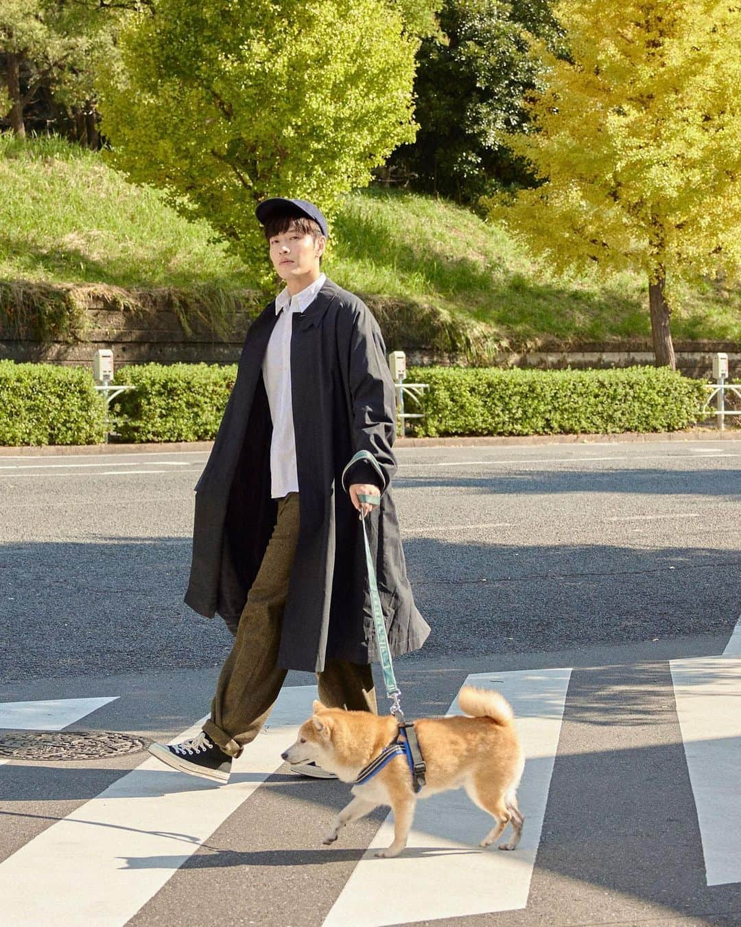 だいふくさんのインスタグラム写真 - (だいふくInstagram)「だいふくが先日、来日したカン・ハヌルさんとお散歩してきたよ〜。ちょーかっこよかったよ🐶  その様子がバッチリ、ELLE JAPANのWebサイトに載ってるから、しっかり要check it out you！！してよね🐶😉  『椿の花咲く頃』観てたママは大喜びだったよ〜✨  #カンハヌル　#ハッピーニューイヤー　#椿の花咲く頃　#未生　#ミセン　#韓国ドラマ　#韓流ドラマ　  Photo：@sarahwoosanghee Styling：SANGYOUNG YOON Hair＆makeup：HYUNMI KOO Coordination：@songshinhae Text：@tomokes216 Editor：@naottr」12月12日 22時20分 - daifuku_channel