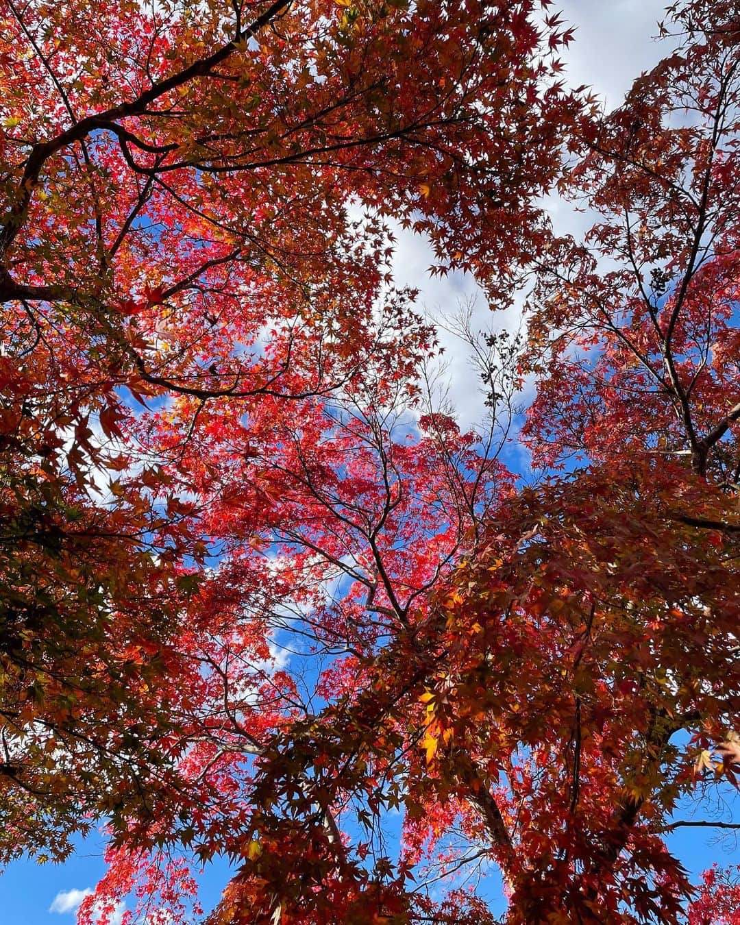 松山愛里のインスタグラム：「あっという間に12月ですが、 11月に行った那須塩原の紅葉🍁 ちょうどいいタイミングでとっても綺麗だった☺️  お蕎麦を食べて、塩原温泉のご当地フード『とて焼き』を食べて、千本松牧場の濃厚ソフトクリームを食べて🍦  食べてばっかりの旅🐷 とて焼きは和風クレープみたいで美味しかったよ〜🍌 やっぱり自然が大好きだなぁ🍃🍂  #那須塩原 #塩原温泉 #紅の吊橋 #とて焼き #千本松牧場」