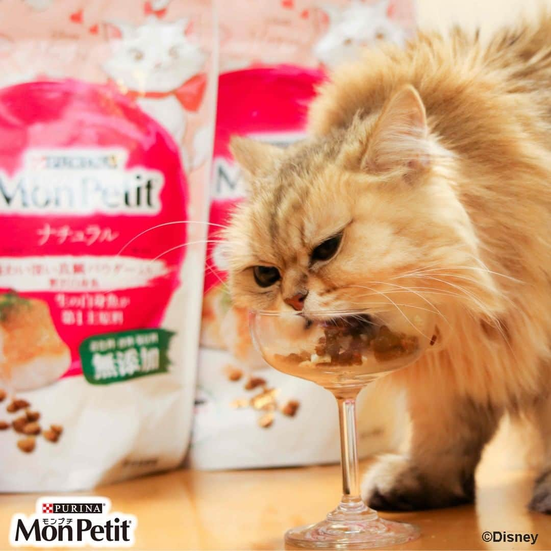 Purina Mon Petit Japanさんのインスタグラム写真 - (Purina Mon Petit JapanInstagram)「🎀お知らせ🎀  #モンプチ から #ディズニー #おしゃれキャット 「マリー」がパッケージにデザインされた期間限定デザインが3種類登場🐈  パッケージの可愛さだけではなく、あなたのネコちゃんもきっと大満足の特別な美味しさ♪限定製品ならではの魅力的な鯛の味わいが見逃せない♪  是非、お近くのホームセンター、スーパー、薬局、オンラインショップなどで見つけてくださいね。  詳しくはプロフィールの「モンプチ」公式HPからチェック♡」12月13日 17時00分 - monpetit_jp