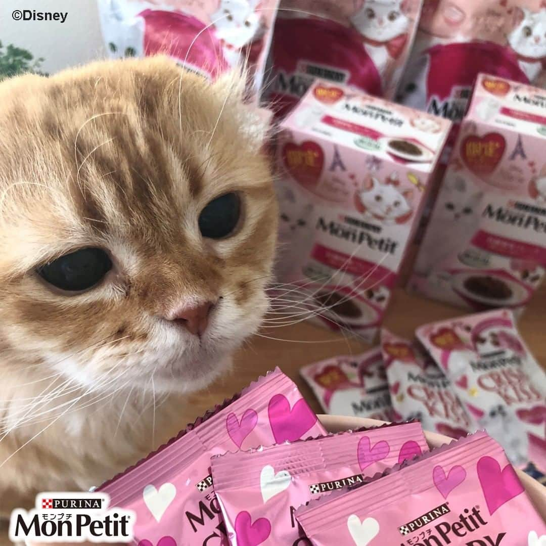 Purina Mon Petit Japanさんのインスタグラム写真 - (Purina Mon Petit JapanInstagram)「🎀お知らせ🎀  #モンプチ から #ディズニー #おしゃれキャット 「マリー」がパッケージにデザインされた期間限定デザインが3種類登場🐈  パッケージの可愛さだけではなく、あなたのネコちゃんもきっと大満足の特別な美味しさ♪限定製品ならではの魅力的な鯛の味わいが見逃せない♪  是非、お近くのホームセンター、スーパー、薬局、オンラインショップなどで見つけてくださいね。  詳しくはプロフィールの「モンプチ」公式HPからチェック♡」12月13日 17時00分 - monpetit_jp