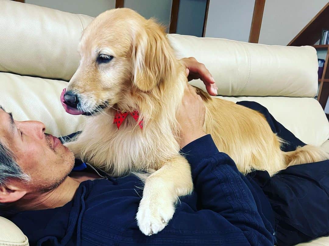 篠原信一のインスタグラム：「ただいま〜で歓迎されて、ソファーに寝そべっても熱烈な歓迎有難う😅  #ゴールデンレトリバー  #goldenretriever #いぬすたぐらむ #いぬのいる暮らし #歓迎」