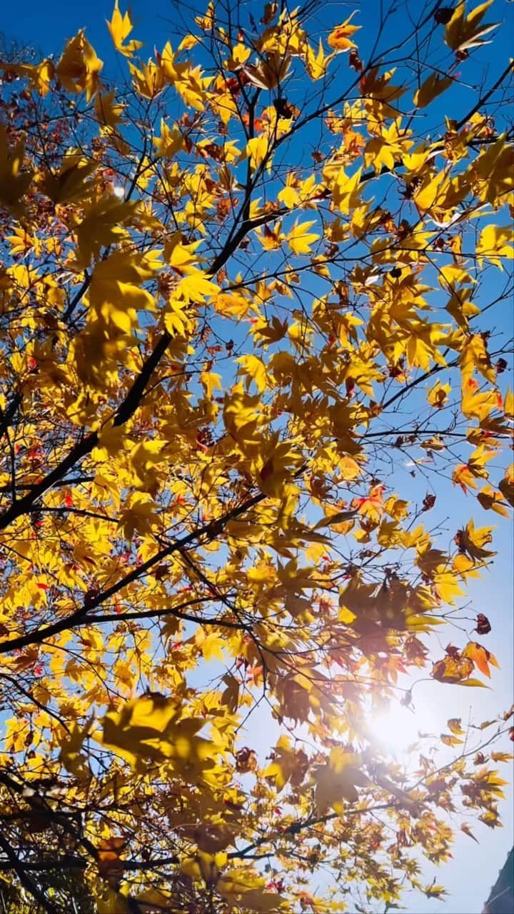 平祐奈のインスタグラム：「🍁🍂🍃🧘‍♀️🍁」