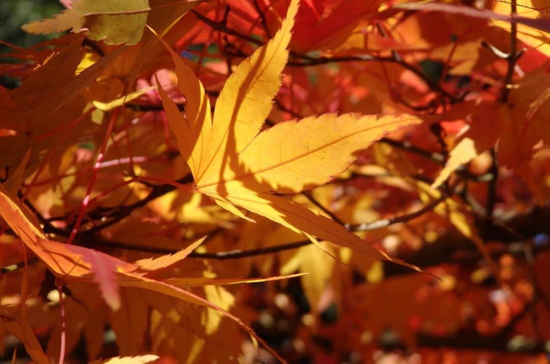 野田澤彩乃のインスタグラム：「今年見た、お気に入りの紅葉の木。」