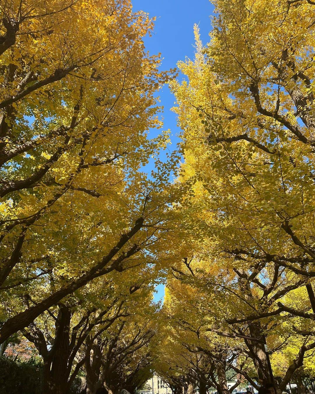 野田彩加さんのインスタグラム写真 - (野田彩加Instagram)「紅葉🍁✨✨ 綺麗だったなぁ☺️💓 #落ち葉　#紅葉 #銀杏並木 #過去pic」12月14日 10時44分 - aya.205