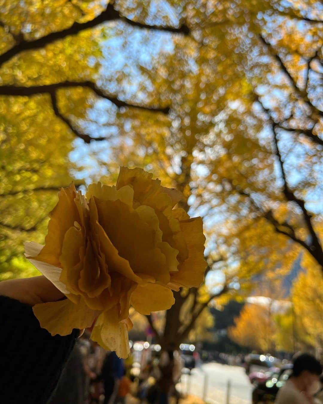 野田彩加さんのインスタグラム写真 - (野田彩加Instagram)「紅葉🍁✨✨ 綺麗だったなぁ☺️💓 #落ち葉　#紅葉 #銀杏並木 #過去pic」12月14日 10時44分 - aya.205