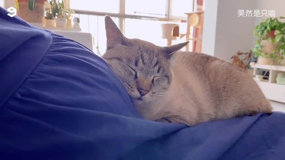 のインスタグラム：「Pawtect my smol slave at all cost   @ 昊然是只喵   #meowed #family #housecat #bro #Bff」