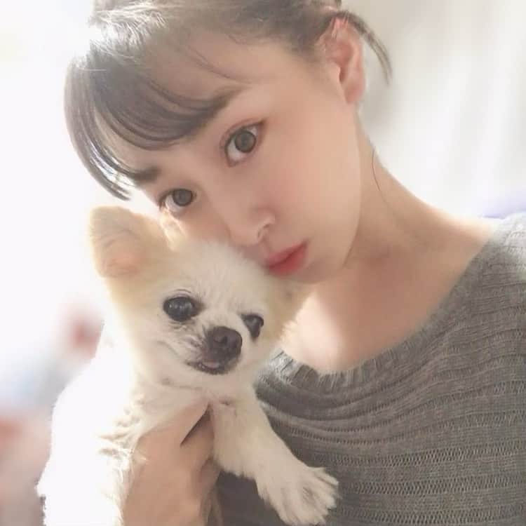 中村果生莉のインスタグラム：「😇 . . 14年間の相棒だったマリンくんがお空へ旅立ってから今日で2ヶ月。  ウチには3匹のワンコが居ましたが、今年だけで2匹も旅立ってしまいました。  トゥインクルの時のように、ちゃんとココに残しておきたかったんだけど、特にマリンには思い入れが強すぎて…(笑)  なかなか文章も書けずにいたけど、やっと書けそう☺️  (自分記録用としても残しておきたいので、興味無い方そっとページを閉じてください✍️🤣)  マリンは私が初めて一人暮らしを始めた時に飼った犬。  この頃、ちょうど精神的にキツイ時期で仕事以外では外出する事もままならない中、たまたま近所にペットショップがある事を発見して、フラッと寄ってみたら可愛いおチビさんがいた。  それがマリンとの出逢いでした🐶  そこから、意思に反して動かない重い身体にむち打ちながら、ただただおチビに会いたい一心で、毎日そのペットショップに通い続け、2週間が経った頃には店員さん達にも覚えられ  ｢また会いに来てくれたんですねぇ♪｣  って何も言わなくても、名も無き白いチワワ(後のマリン君)を抱っこさせてくれるように✌️  名前の由来は、ミスマリンちゃんを卒業した日に連れて帰ったから😂  男なのにマリン。笑  1人+1匹の生活が始まってまだ生後2ヶ月のマリンをしっかりお世話していい子に育て上げるという自分に課したミッションに助けられ、私が精神やられてる場合じゃない！ってなって少しずつだけど、頑張れた❣️  だからマリンは私の救世主でもあり、親友でもあり、息子みたいなものでもある特別な存在でした♡  しつけはどうやら成功したようで、最後の最後まで私の言うことだけはしっかり聞くいい子ちゃんとなりました (厳しく育ててたから多分怖がってただけかもしれないけどw)  マリン元気にしてるかなぁ？😊  不思議なご縁なんだけど、マリンと出逢ったペットショップは、よく通る道にあって、前を通る度にマリンの事を思い出しながらも、いつも素通りするだけ。  どうやら私はペットショップという文字を見れば身体が勝手にすぅ〜と吸い込まれていく体質のようでして。笑  何度もあのペットショップにも、行こう行こうと思ってはいるんだけど、まだ行けないね。。  きっと、当時の辛かった時の記憶とマリンと出逢った時の記憶が一瞬で蘇ることに、私自身がまだ耐えられないと脳が判断してるんだろうなと。  だから、いつか自然と行きたいと思える日がくるまでゆっくり待とう😊  あの頃の店員さん達はもしかしたらもういないかもしれないけど、ここで迎え入れたワンチャンが、最後まで人生を全うしてくれたと報告できる日が来ることを祈って🍀*゜  マリン、いつかそっちに会いにいくからね❣️  だいぶ先になるかもしれないし 意外とすぐかもしれないけど  どんなにマリンに似た白いチワワを100匹並べられたとしても一瞬でマリンを探し当てられる自信もある♡  私からやっと解放されたーー！って、めちゃくちゃしてなきゃいいけど😂笑  マリン14年間ありがとね💕  怒ってばっかりだったし、おちょくってばっかりで、たくさん逆ギレもされたけど、最後まで従順でいてくれて、身体が動かなくなっても、歩けなくなっても、私の姿が見えると息を切らして這いつくばってでも必ず足元まで来てくれてた姿は一生忘れません😍  最期の瞬間は、こっそり1人ぼっちで向こうへ渡って行ったね。⁡⁡ ⁡⁡ ⁡あのヨチヨチ歩きで向かったのだろうか。笑⁡ ⁡  マリンの事だから、誰も悲しませないように気をつかってくれたんだろうなぁ。と、母は思ってるよ。⁡⁡ ⁡  さいごまで最高の相棒で居てくれてありがとう。⁡  おじいちゃんになっても赤ちゃんと間違えられるくらいに小さくても  会話はできなくても  マリンの存在にたくさん救われたよ。 ⁡ ちゃんと言えなかったバイバイを今年中に言えてよかった。  マリン、バイバイ👋✨ . . . #マリン #ありがとう⁡」